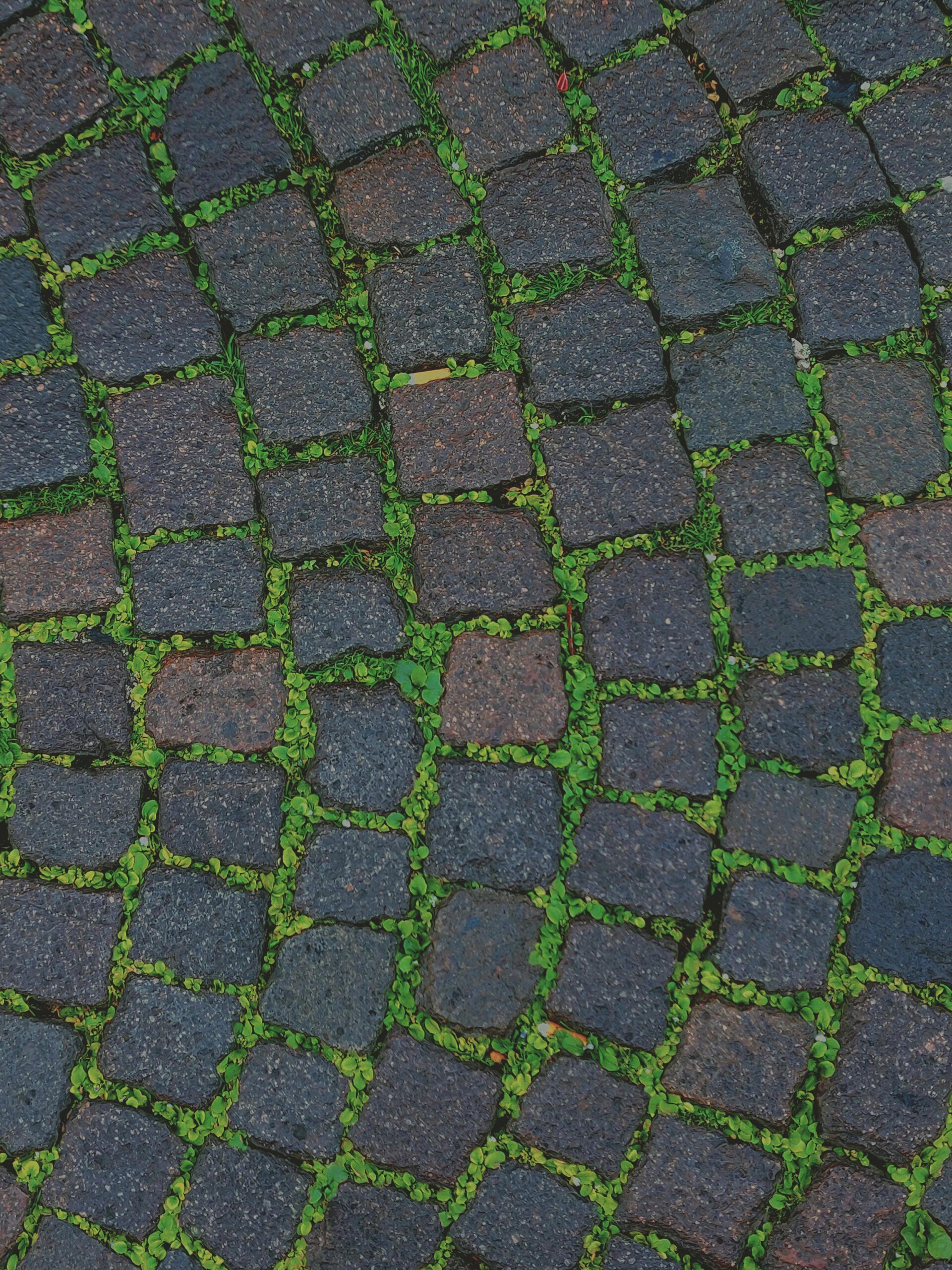 pexels-didsss-3737702